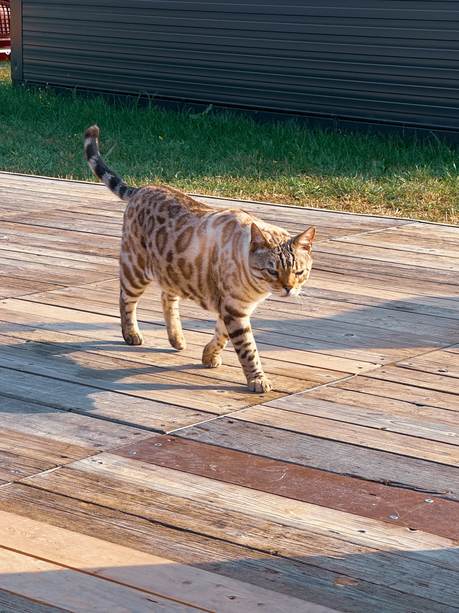A Bengal cat, spotted like a leopard, padding across sunlit boardwalk planks in the morning, a strip of grass and a black cabin behind it.